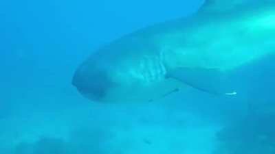 ? Scuba diver encounters an incredibly rare megamouth shark ?