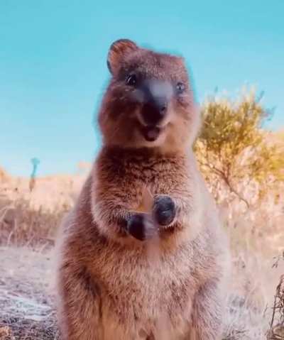 ? This little Quokka in Australia is way too cute to handle!