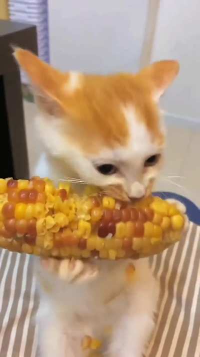 Cat ? Corn
