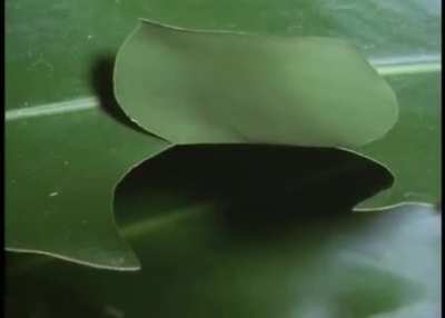 ? Caterpillar creates a hide to hide from predators while eating