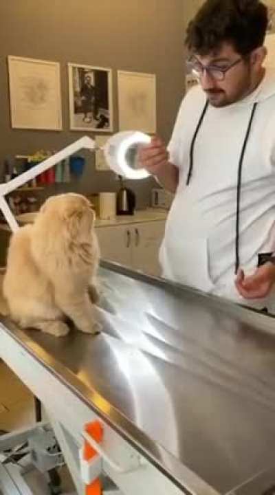 Angry cat vs vet . who will win?