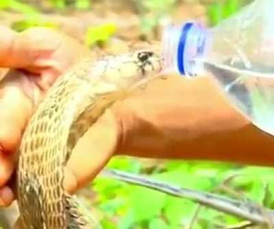 Indian man waters a wild cobra on a hot sunny day