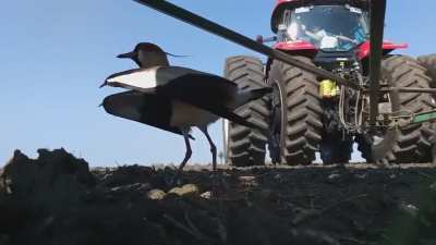 ? Brave bird isn't going to let a big tractor mess with their nest