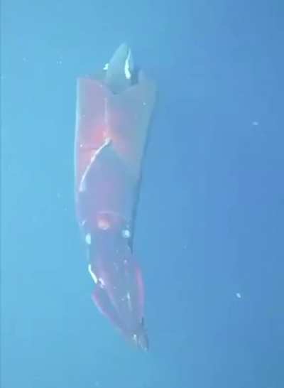 ? This 7-foot Dana Octopus squid flashing two photophore organs that help it stun prey