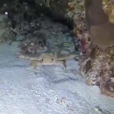 ? This little crab waving at the scuba diver