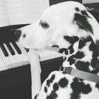 My pets are composing a horror movie score.