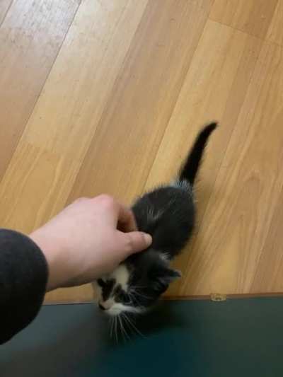 Rorschach has become the Leader of the Cartel of Smol. All hail our fearless leader!!