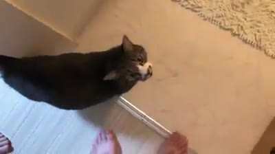 A normal cat meowing