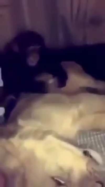 monke