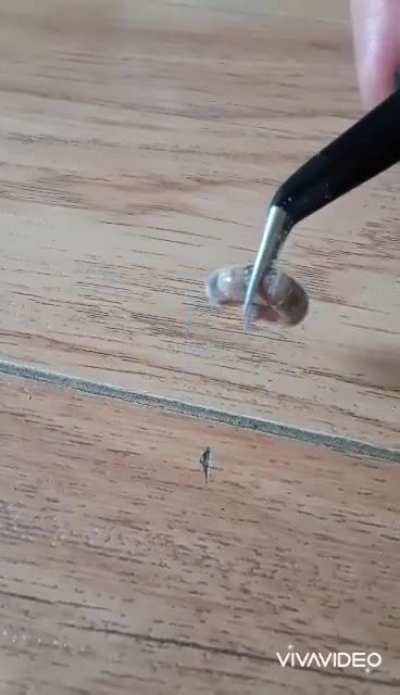 Spinning boi