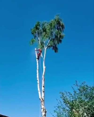 How trees are built