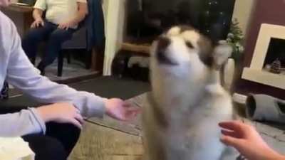 Dog Literally Saying "Woof"!