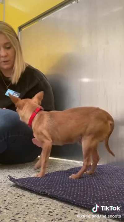 Bonding with a newly sheltered pup
