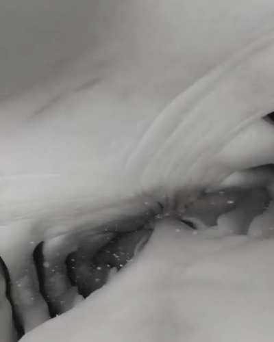 Shark Tries to Swallow Camera