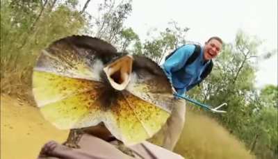 ? Cameraman brutally attacked by Frilled Lizard ?