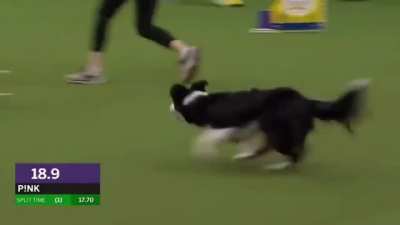 This is P!nk the border collie and she is the champion! What an amazing skills!
