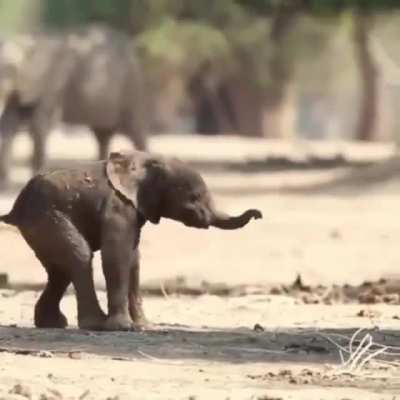 ? Baby elephant's first steps ?
