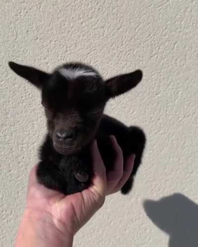 So adorable ?