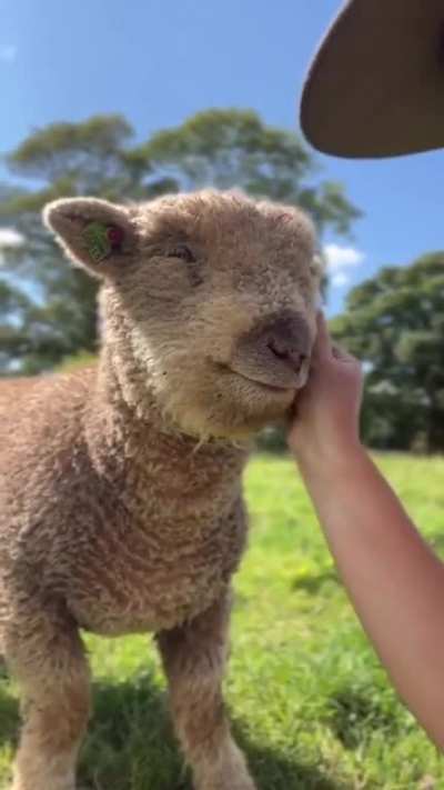 Happy baby sheep