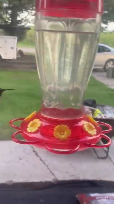 ? has anyone ever seen a white hummingbird? This is truly breathtaking!