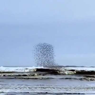 ? The behavior of this flock of birds
