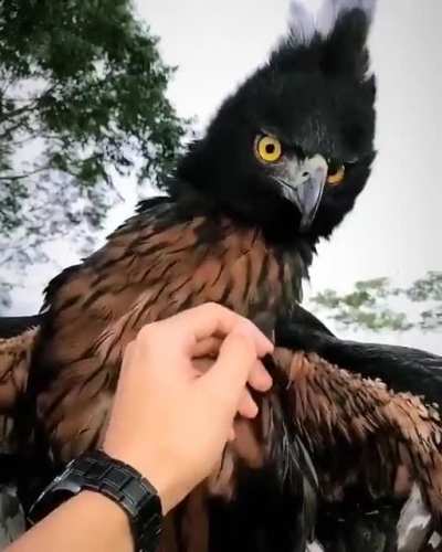 ? The black chestnut eagle is a wonderful bird species that is in danger of extinction ❤️