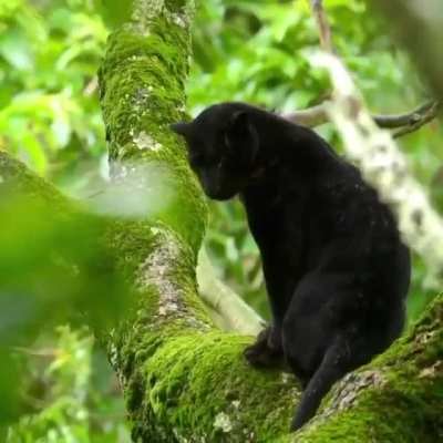? Saya, Kabini forests lone black panther in all his glory
