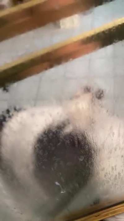 My wife was locked in the shower by my dog (Jeff, Newfie), this was after about a minute of trying without filming. He is a big lazy boy. This an everyday occurrence.