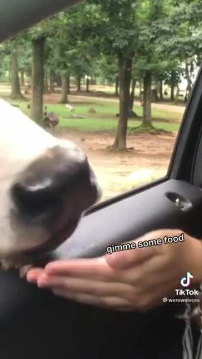 Drive thru safari in NC