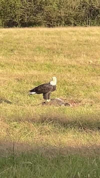 ? Afternoon snack - Virginia bald eagle eating a deer carcass