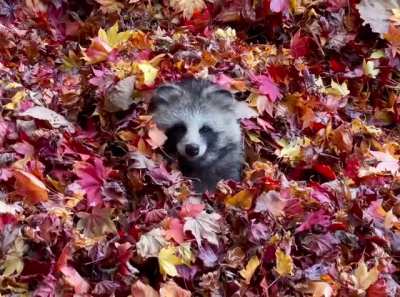? Tanuki in the leaves