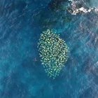 ? Drone footage of a school of stingrays swimming off the coast of Australia.