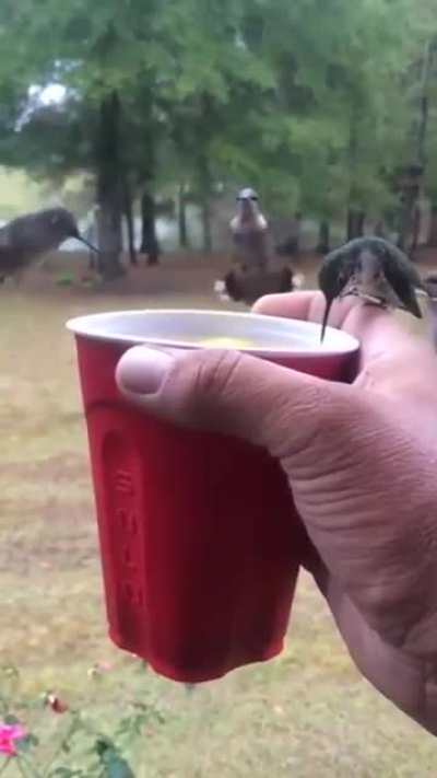 ? Humming birds drinking from a cup
