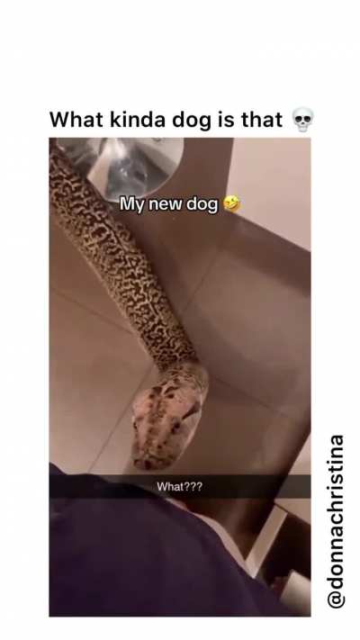 Her new dog