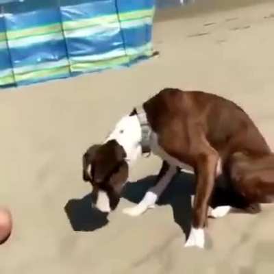 Dog gets bamboozled