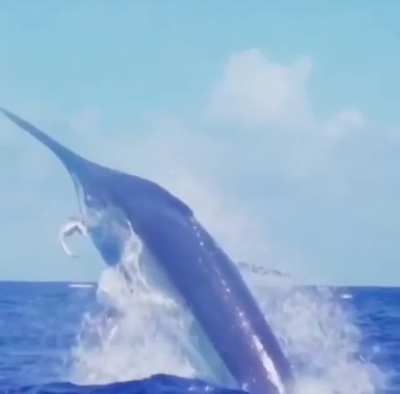 ? a white marlin showing off its catch? ahah ?