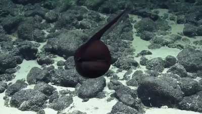 ? The EV Nautilus encounters a Gulper Eel in the waters off Hawaii