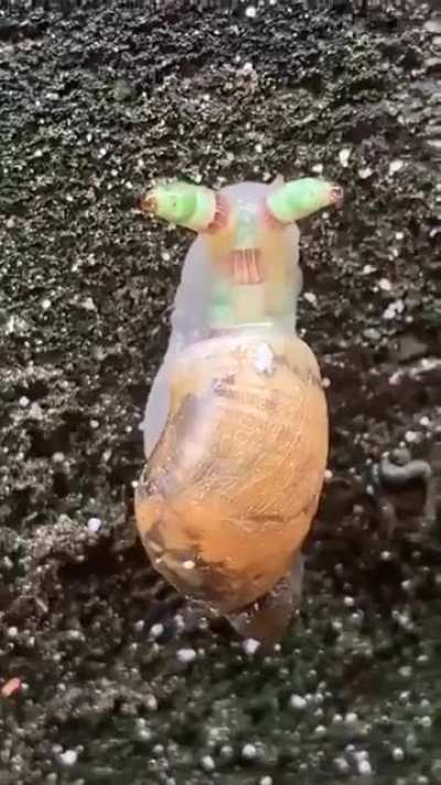 ? A zombie snail