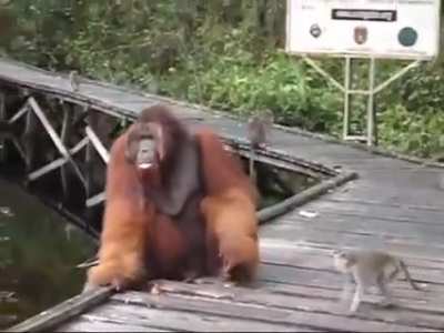 ?Monkey tries to steal banana out of Orangutan mouth?