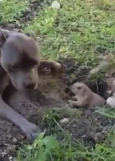 "Hey! I'm trying to dig here!"
