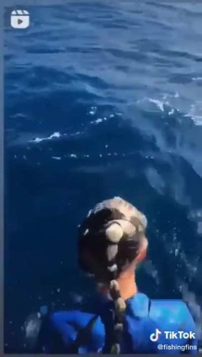 Almost shark food