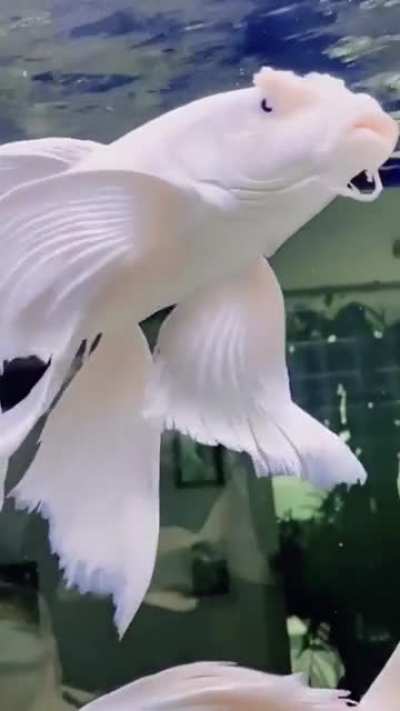 Beautiful fish
