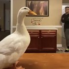 They got moves