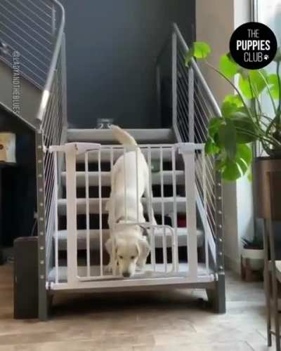 The Doggy Door Works Success