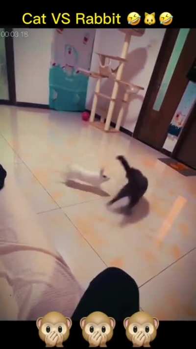 the cat: "moooooooom help me"