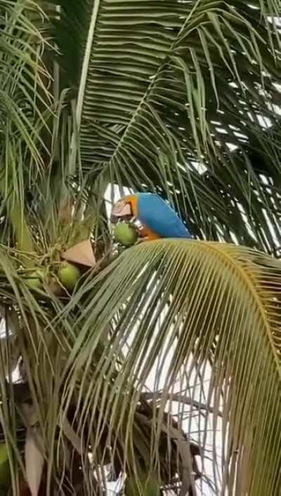 ? Yellow Blue Parrot having a drink