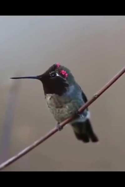 Beautiful colors on this hummingbird