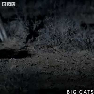 Smallest cat yet so deadliest...