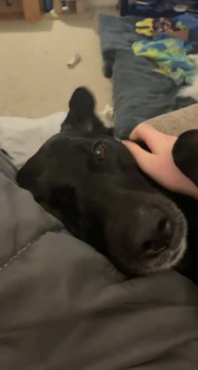 Pets locked in
