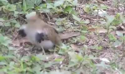? The adorable dance of the Striped Cuckoo ?